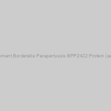 Image of Recombinant Bordetella Parapertussis BPP2422 Protein (aa 1-243)